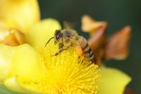 Honey Bee
