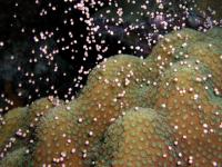 <i>Montastraea faveolata</i> Colony
