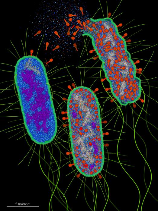 Bacteriophage infection