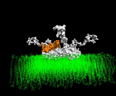Molecular Model