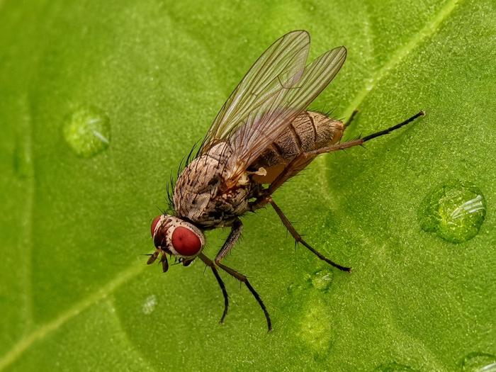 A female beet fly, which lays its eggs on the underside of leaves, is a common sugar beet pest.