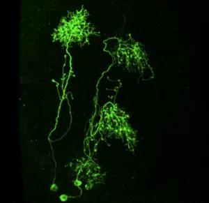 Neurons in the developing fruit fly visual system