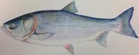 Silver Carp
