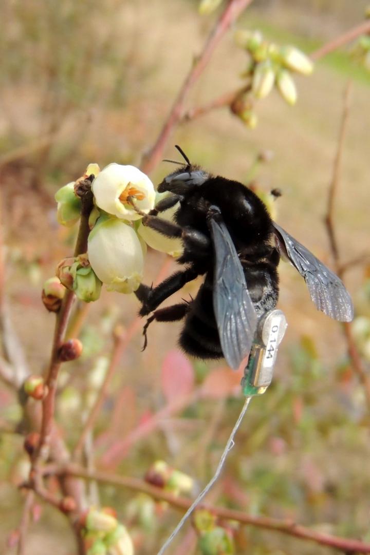 Bumblebee Queen with Radiotransmitter