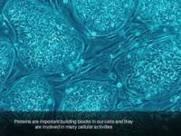 A New Quality Control Pathway in the Cell