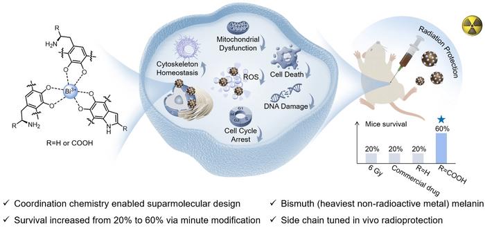 Schematic of coordination-enabled in vivo radioprotective bismuth-melanin material for alleviating acute radiation syndrome.
