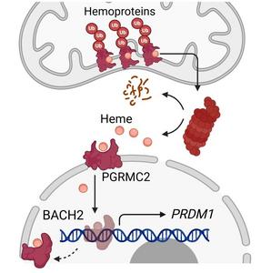 How dysfunctional mitochondria drive T cell exhaustion: