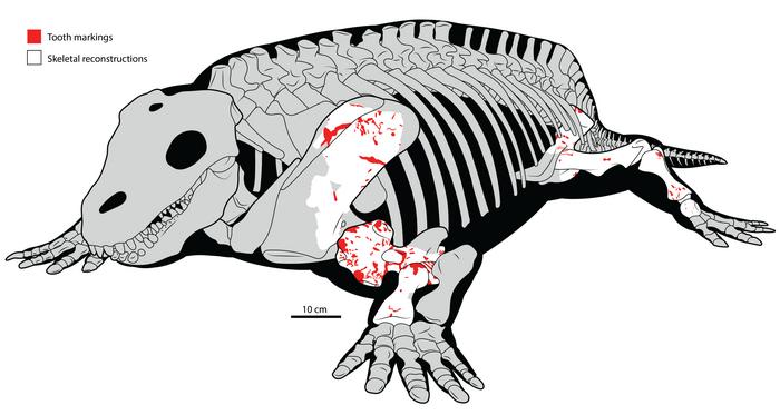 Skeletal reconstruction of Diadectes sideropelicus with overlaid left and right tooth and bore marks in right lateral view.