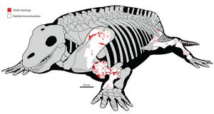 Skeletal reconstruction of Diadectes sideropelicus with overlaid left and right tooth and bore marks in right lateral view.