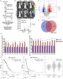 The NBL1 gene plays a crucial role in the metastasis of OC and is associated with a poor prognosis for patients.