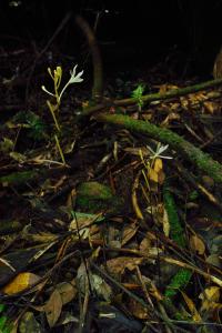 Mycorrhizal Cheaters