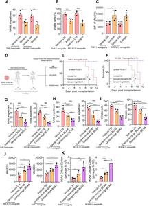 Supplementation of BCAA enhanced the anti-tumor activity of genipin.