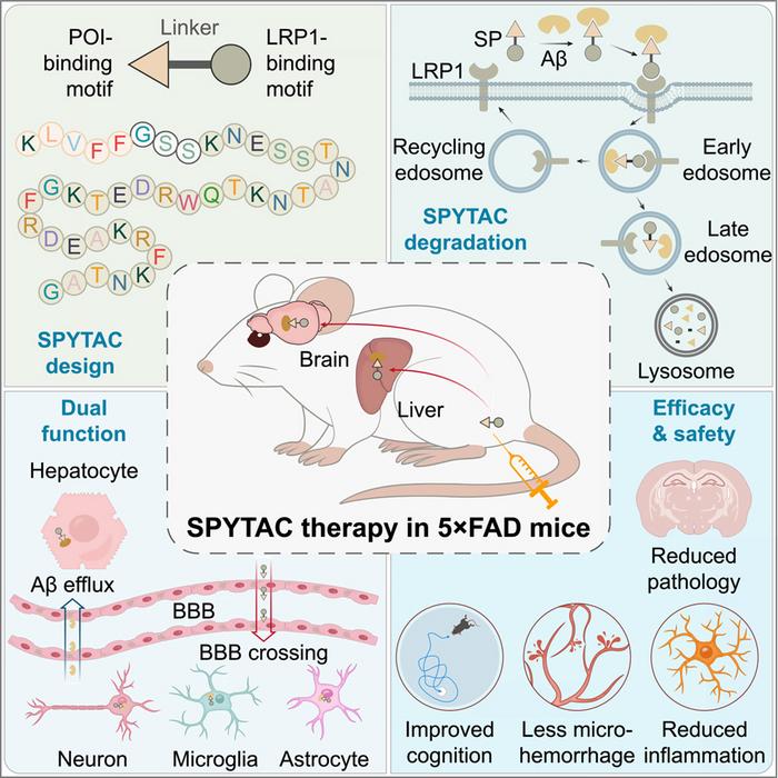 SPYTAC therapy in 5xFAD mice