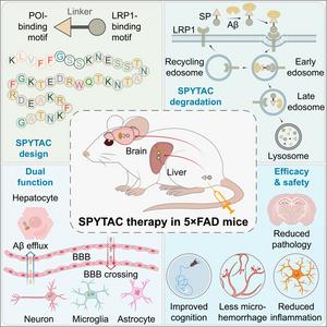 SPYTAC therapy in 5xFAD mice