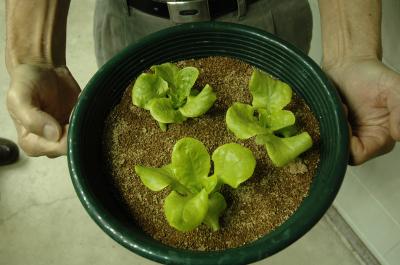 Lettuce Plants
