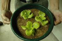 Lettuce Plants