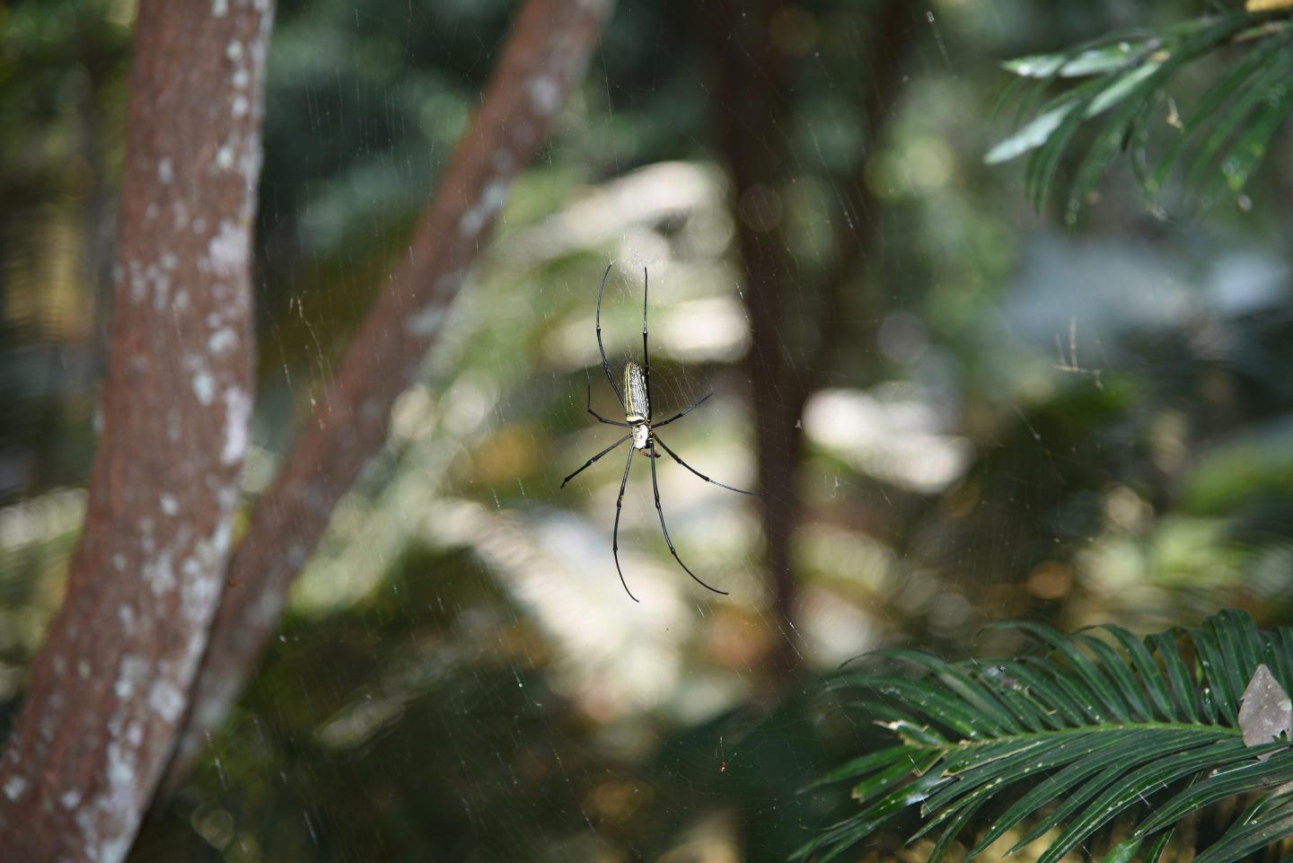 Spider dragline silk as torsional actuator driven by humidity (4 of 7)
