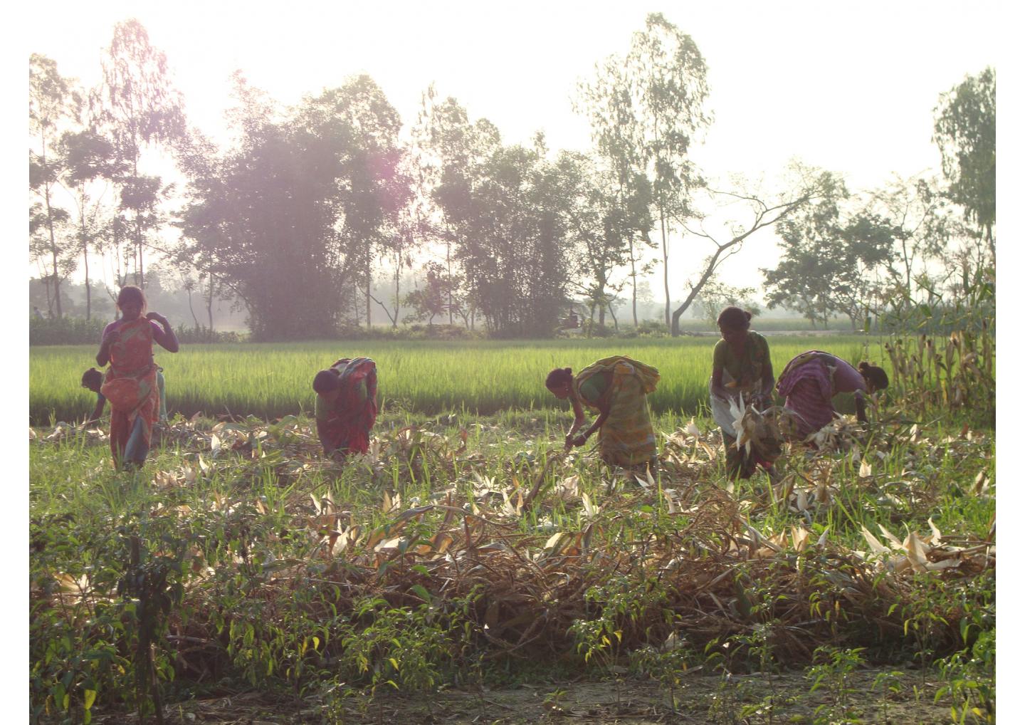 Effect of Microcredits in Bangladesh