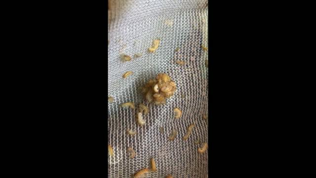 The crustacean Parhyale eating