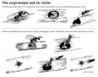Wasp (1 of 2)