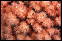 <i>Gersemia lambi</i>