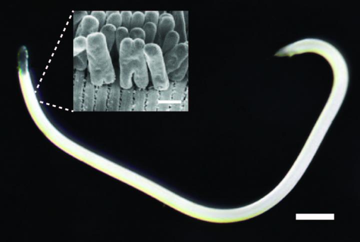 Worm