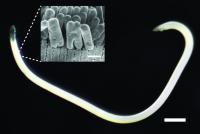 Worm