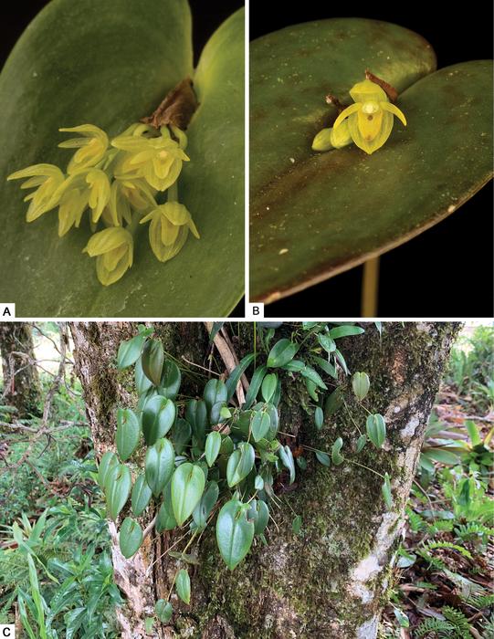 Pleurothallis matrisilvae