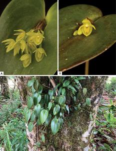 Pleurothallis matrisilvae