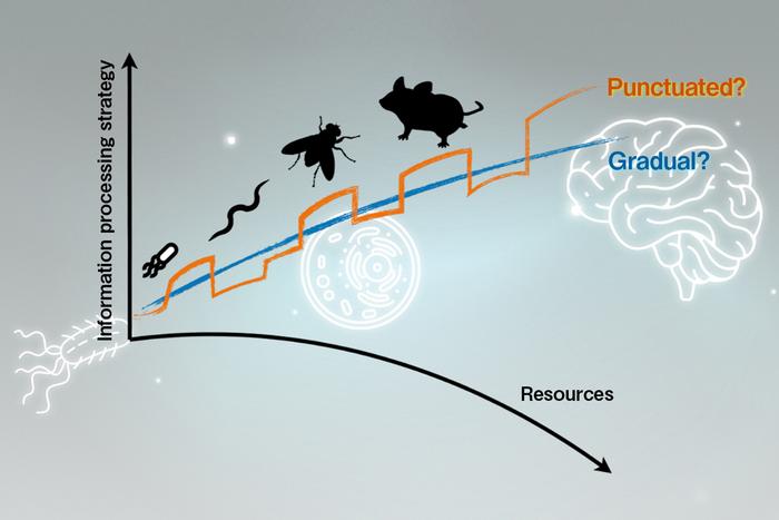 The cost of memory: how organisms balance thinking and sensing