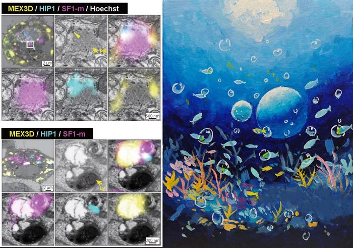 The Cover Story of the MXL Vesicle