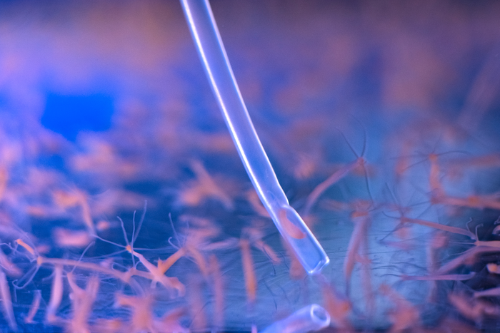 Neural networks identified in freshwater hydra