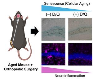 Graphic for senescent cells