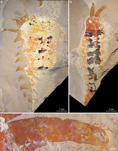 Cambrian chelicerate Megachelicerax cousteaui