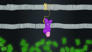 Illustration of Rice University's new peptide display method