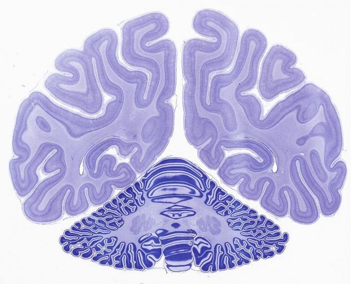 Primate Brain Development