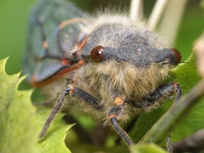 Cicada