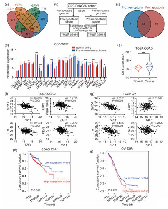 TATA box-binding protein-associated factor 1 (TAF1) as a potential driver of ferroptosis.