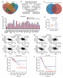 TATA box-binding protein-associated factor 1 (TAF1) as a potential driver of ferroptosis.