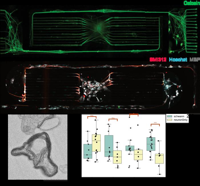 Rice researchers build 3D platform to study how nerves form protective coating