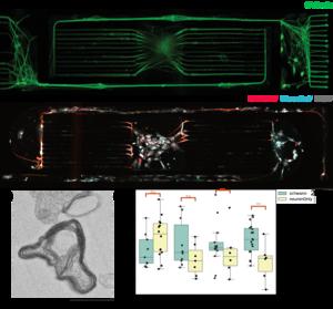 Rice researchers build 3D platform to study how nerves form protective coating