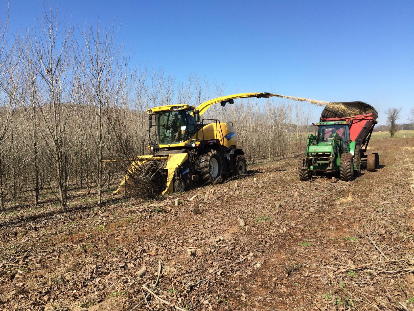 University of Tennessee Center for Renewable Carbon Hybrid Poplar Harvest