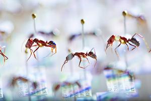 Pinned ant collection