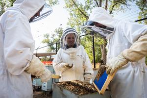 Orit Peleg - apiary photo