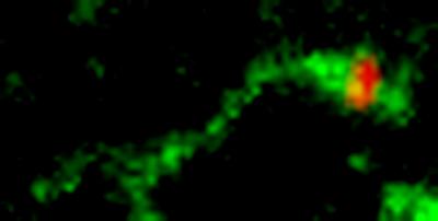 Membrane Trafficking of Shiga Toxin