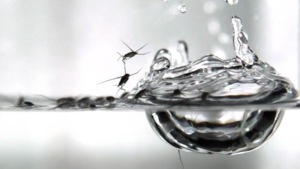 Insects Resist the Rain