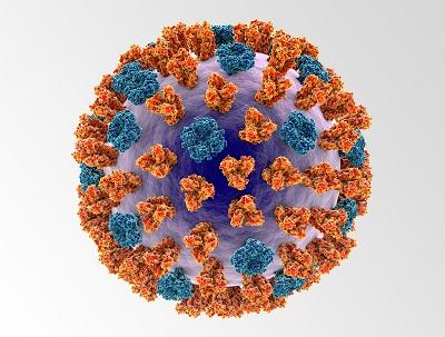 Influenza Virus