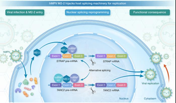 hMPV M2-2 protein hijacks host splicing machinery for replication