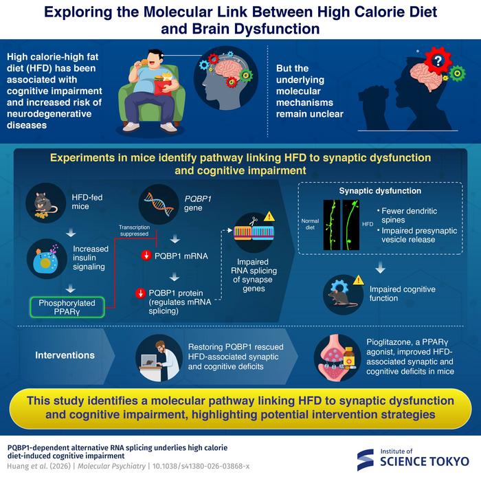 Exploring Molecular Link Between High Calorie Diet and Brain Dysfunction