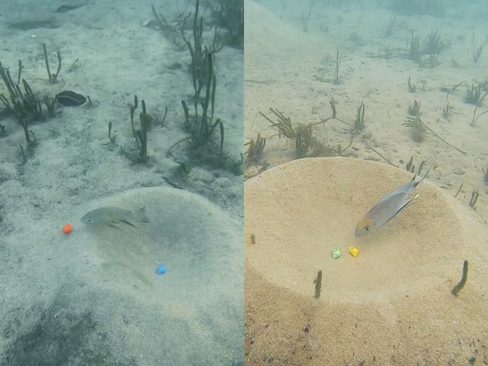 Two featherfins conducting preference trials
